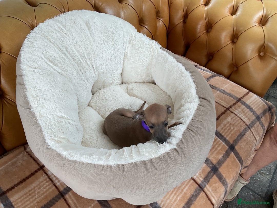 Italian Greyhound dogs for sale:  Beautiful Italian greyhound puppies  - Image 5