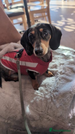 Dachshund dogs - Advert 1