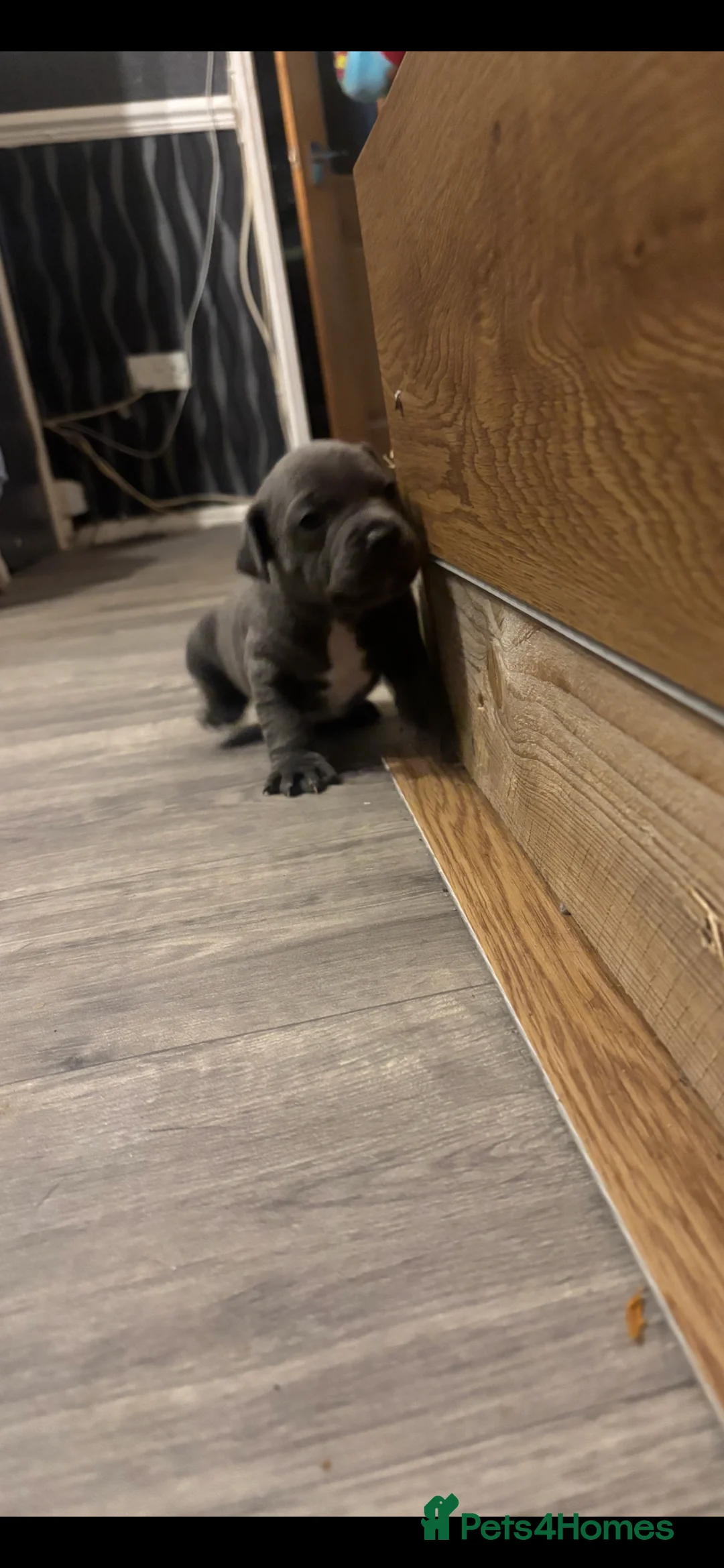 Staffordshire Bull Terrier dogs for sale: staffordshire bull terrier puppies for sale!  - Advert 10