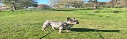 French Bulldog dogs for sale: RAINBOW LITTER FRENCH BULLDOGS - Advert 15