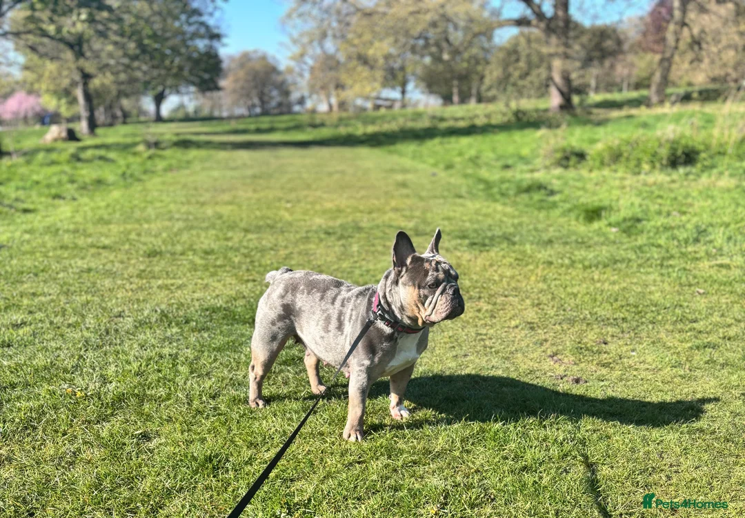 French Bulldog dogs for sale: RAINBOW LITTER FRENCH BULLDOGS - Advert 15