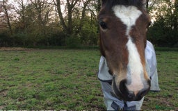 New Forest horses for sale: New Forest mare for sale  - Image 2