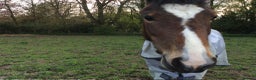 New Forest horses for sale: New Forest mare for sale  - Advert 2