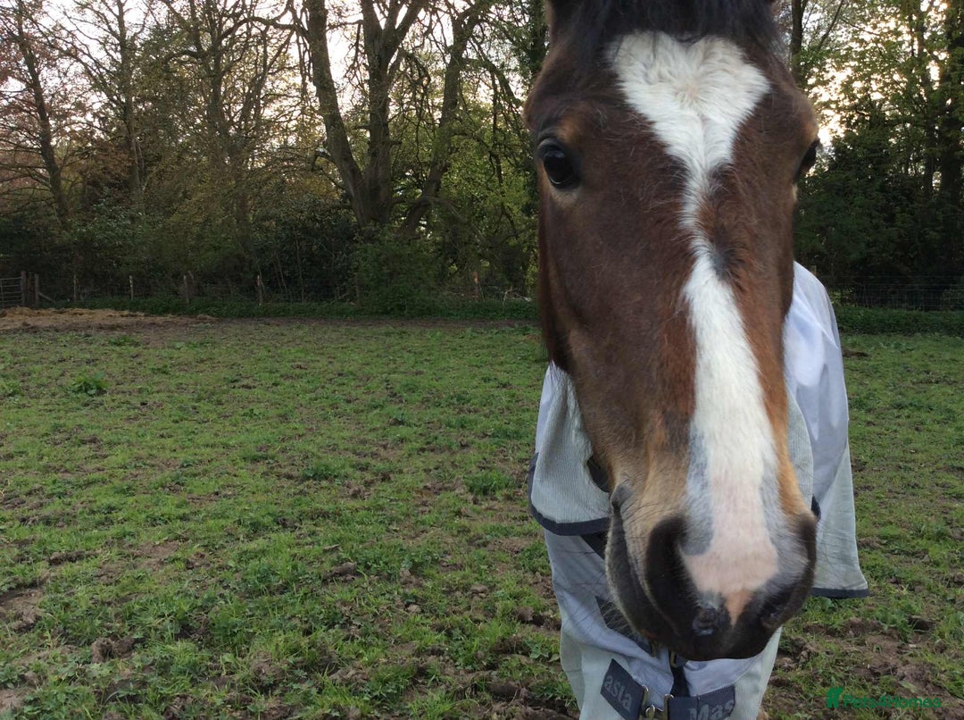 New Forest horses for sale: New Forest mare for sale  - Image 2