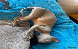 Sphynx cats for sale: Sphinx kitten ready now - Image 10