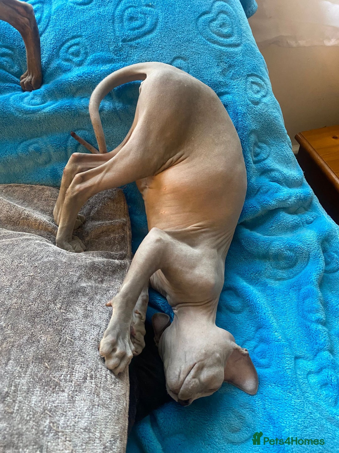 Sphynx cats for sale: Sphinx kitten ready now - Image 10