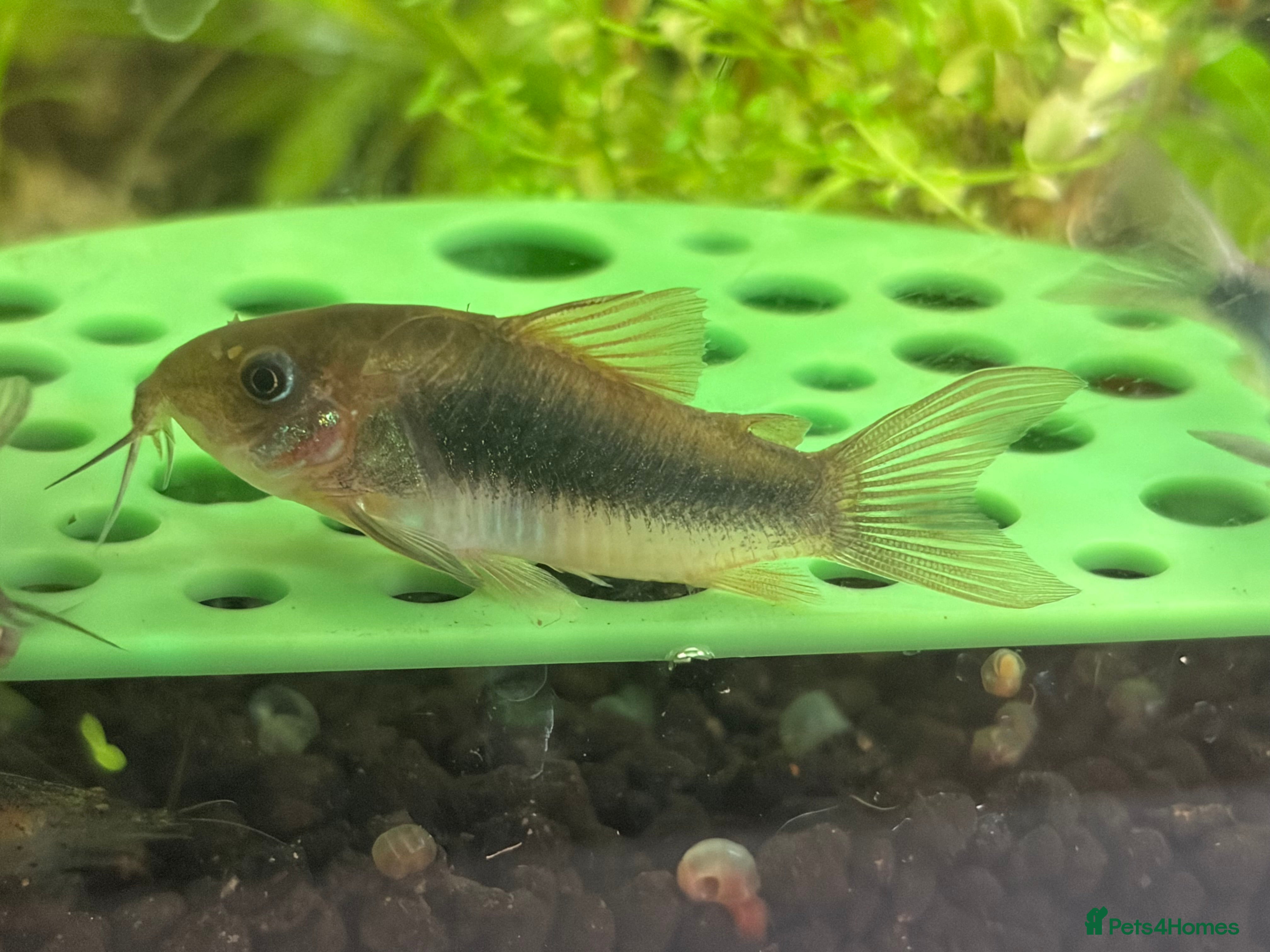 Corys fish 3 bronze corydoras - Advert 2