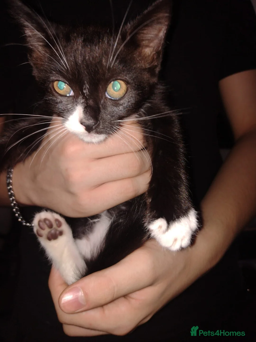 Mixed Breed cats for sale: 3 boys 1 girl - Advert 2