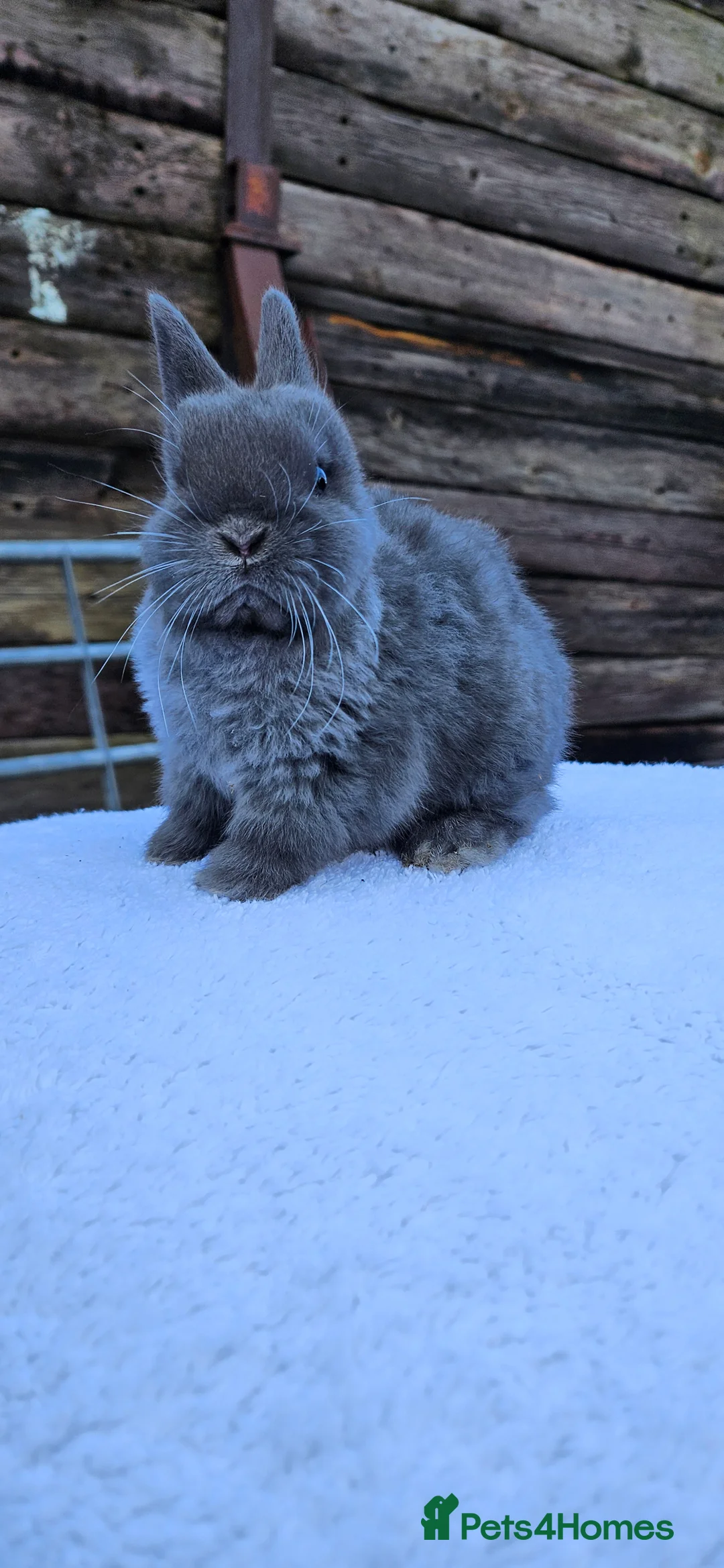 Netherland Dwarf rabbits for sale: Netherland Dwarf Buck 💙🐰 - Advert 5