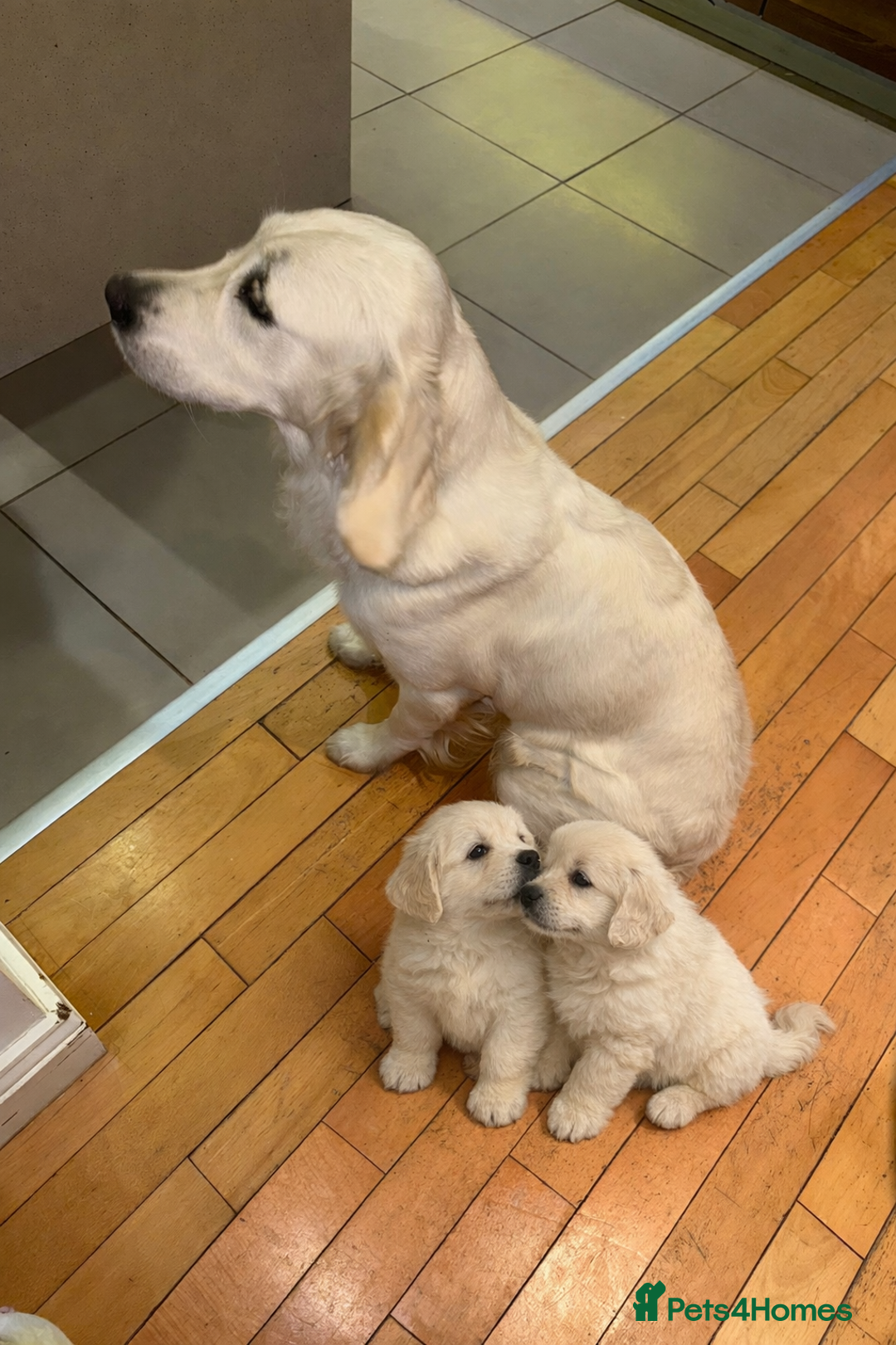 Golden Retriever dogs for sale: English Cream Golden Retriever Babies - Advert 12