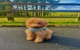Toy Poodle dogs for stud: F1b westipoo for stud - Image 6