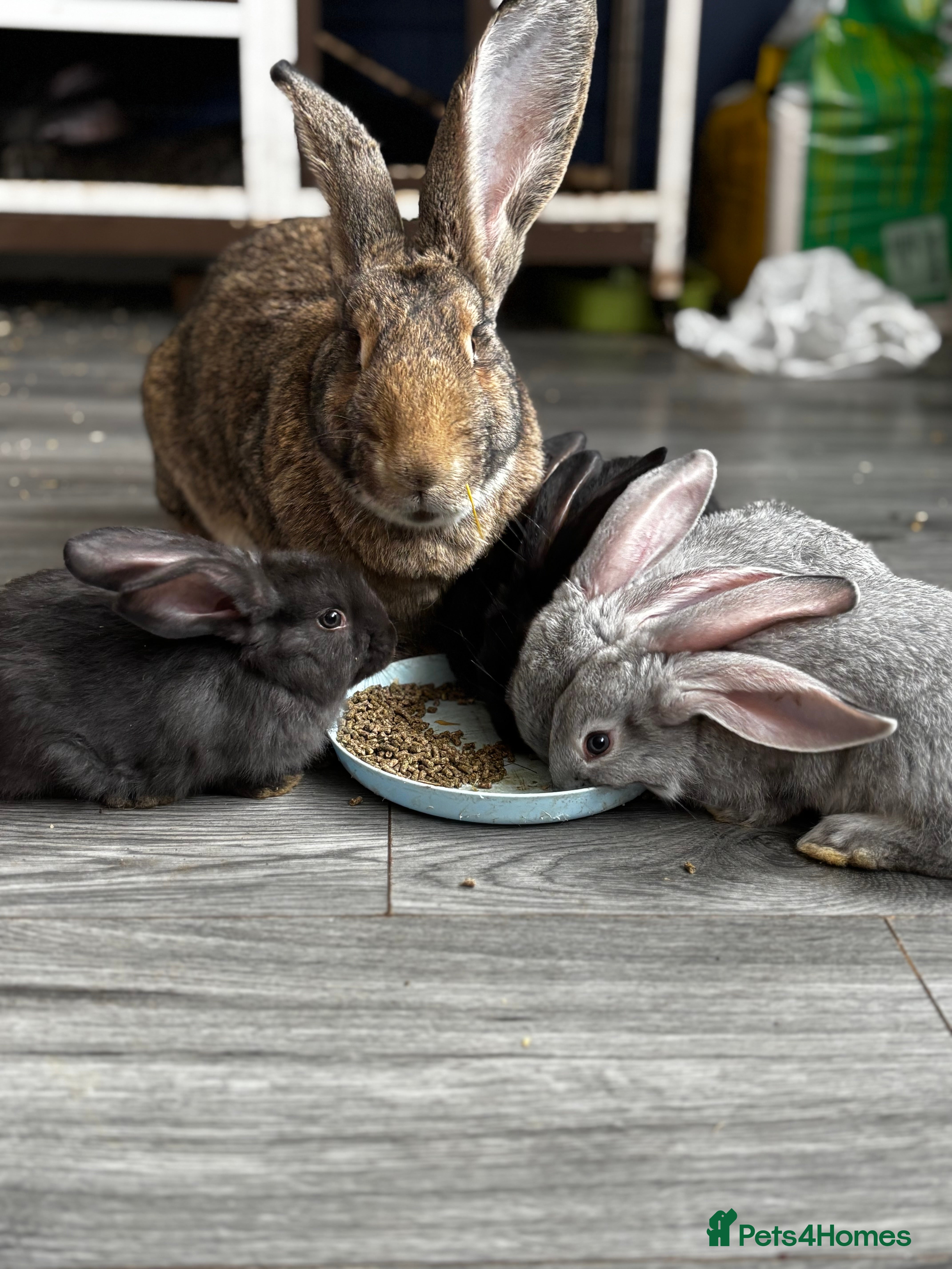 Continental Giant rabbits GERMAN GIANTS (continentals) 8 kits available  - Advert 3