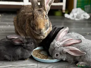 Continental Giant rabbits GERMAN GIANTS (continentals) 8 kits available - Advert 3