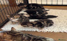 British Shorthair cats for sale: Beautiful playful kittens  - Image 9