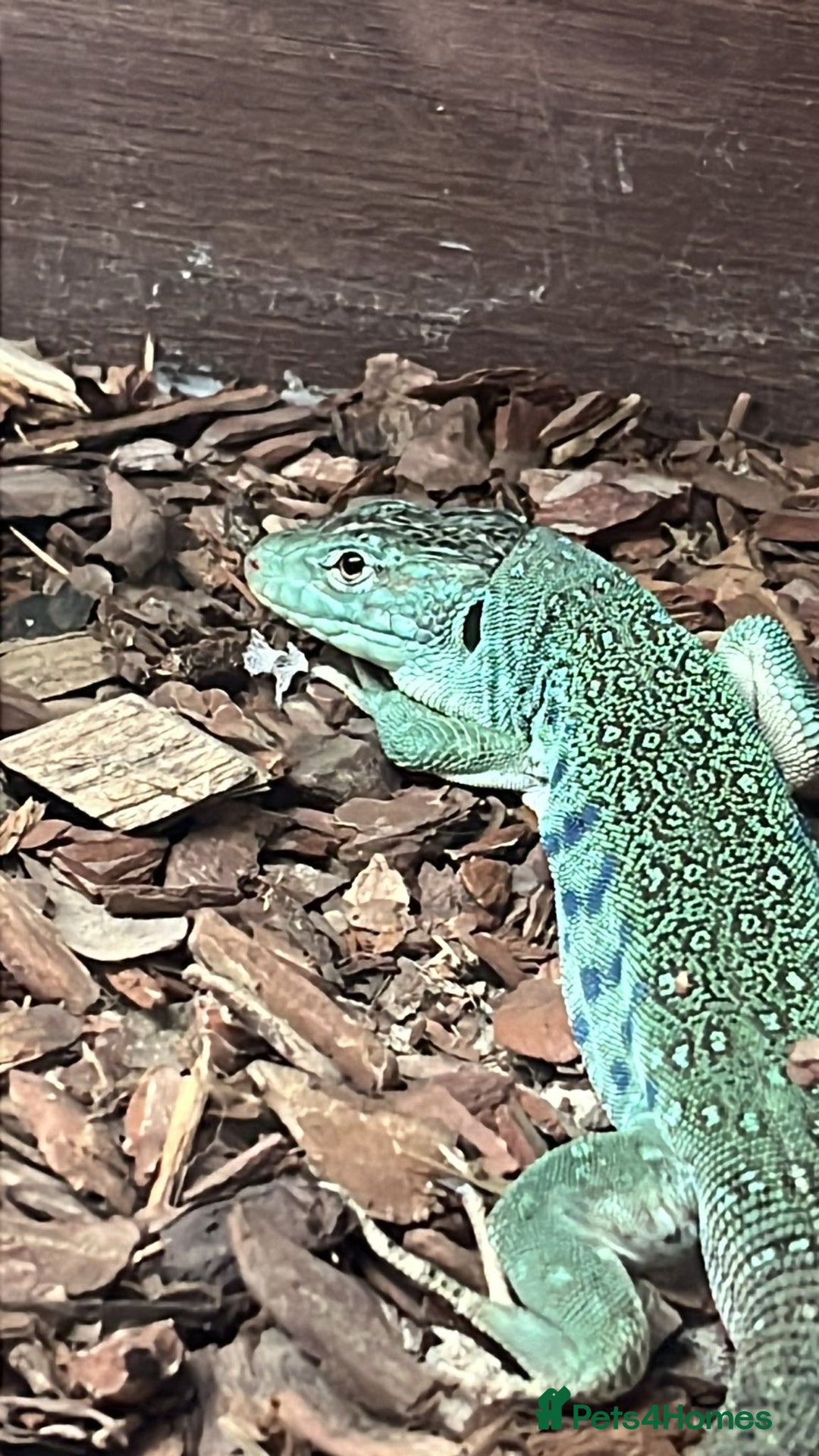 Lizard reptiles for sale: European Eye Lizard - Image 1