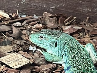 Lizard reptiles for sale - Advert 1