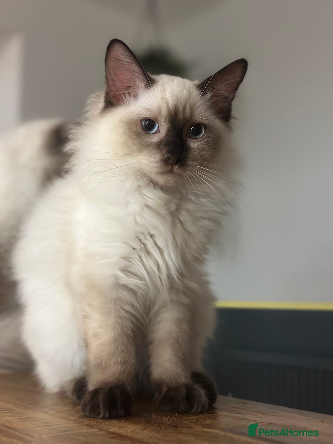 Ragdoll cats for sale: 💙 Seal Point Male - DNA Clear Parents - Image 8