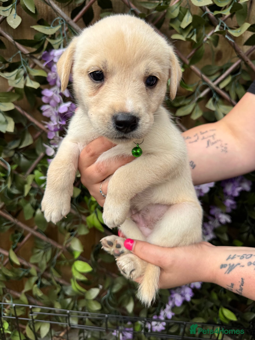Mixed Breed dogs for sale: Beautiful Puppies looking for their forever home♥️ - Image 18