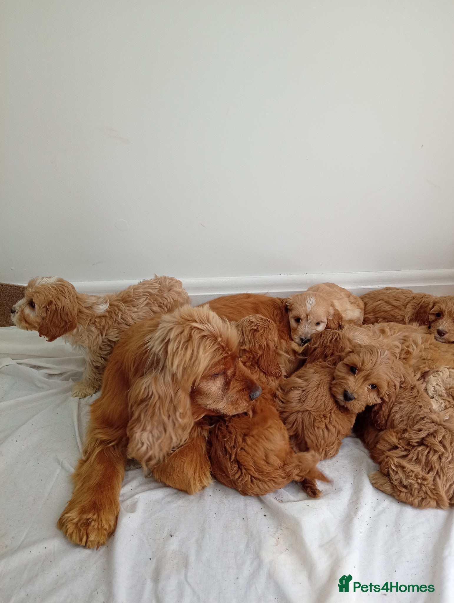 Cockapoo dogs cockerpoos🐶 - Advert 1