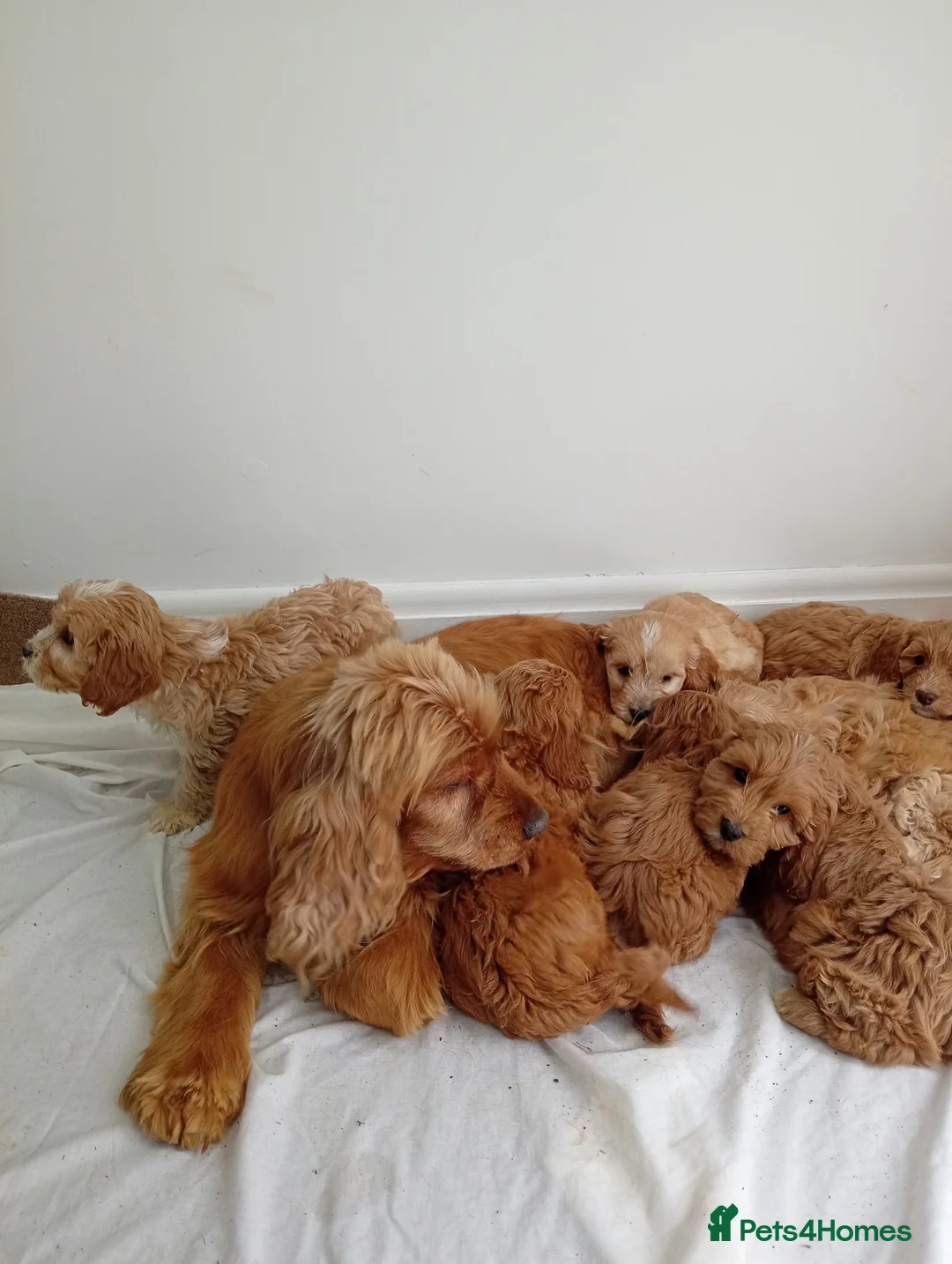 Cockapoo dogs for sale: cockerpoos🐶 in Trimdon Station - Advert 1