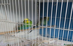 Budgerigars birds for sale: Clearbody colour budgierigar(minis) for sale. - Image 3