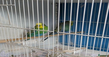 Budgerigars birds - Advert 5