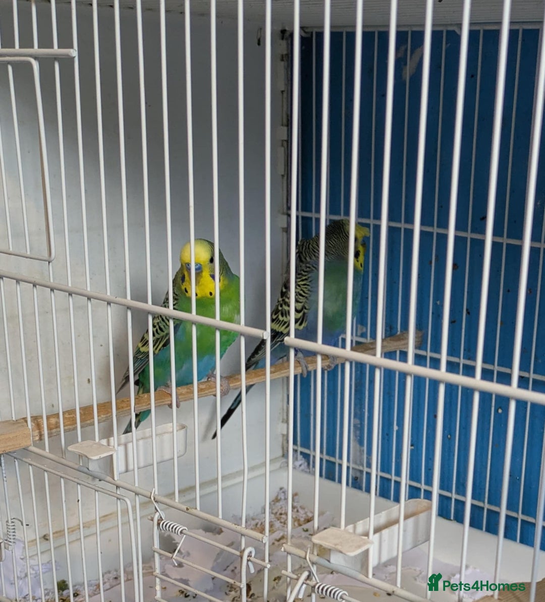Budgerigars birds for sale: Clearbody colour budgierigar(minis) for sale. - Image 3