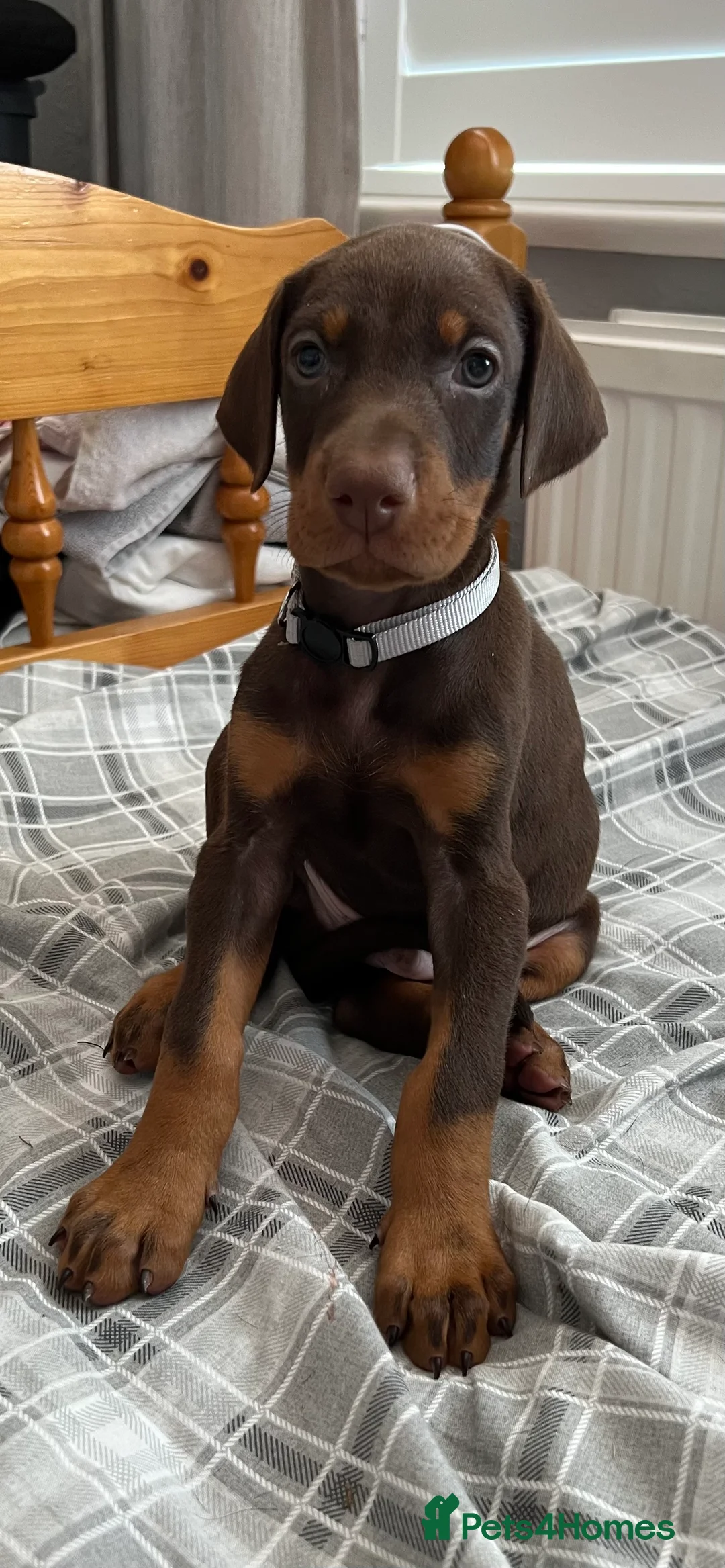 Dobermann dogs for sale: Just 1 beautiful, healthy girl left! - Advert 2