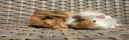 Guinea Pig rodents for sale: 2 Pretty baby long haired female guinea pigs. - Advert 8