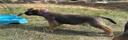 Border Terrier dogs for sale: Beautiful Border Terrier Pups - Advert 2