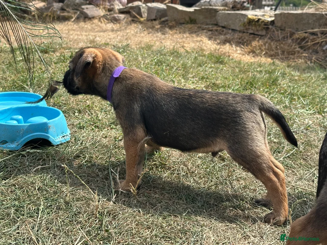 Border Terrier dogs for sale: Beautiful Border Terrier Pups - Advert 2