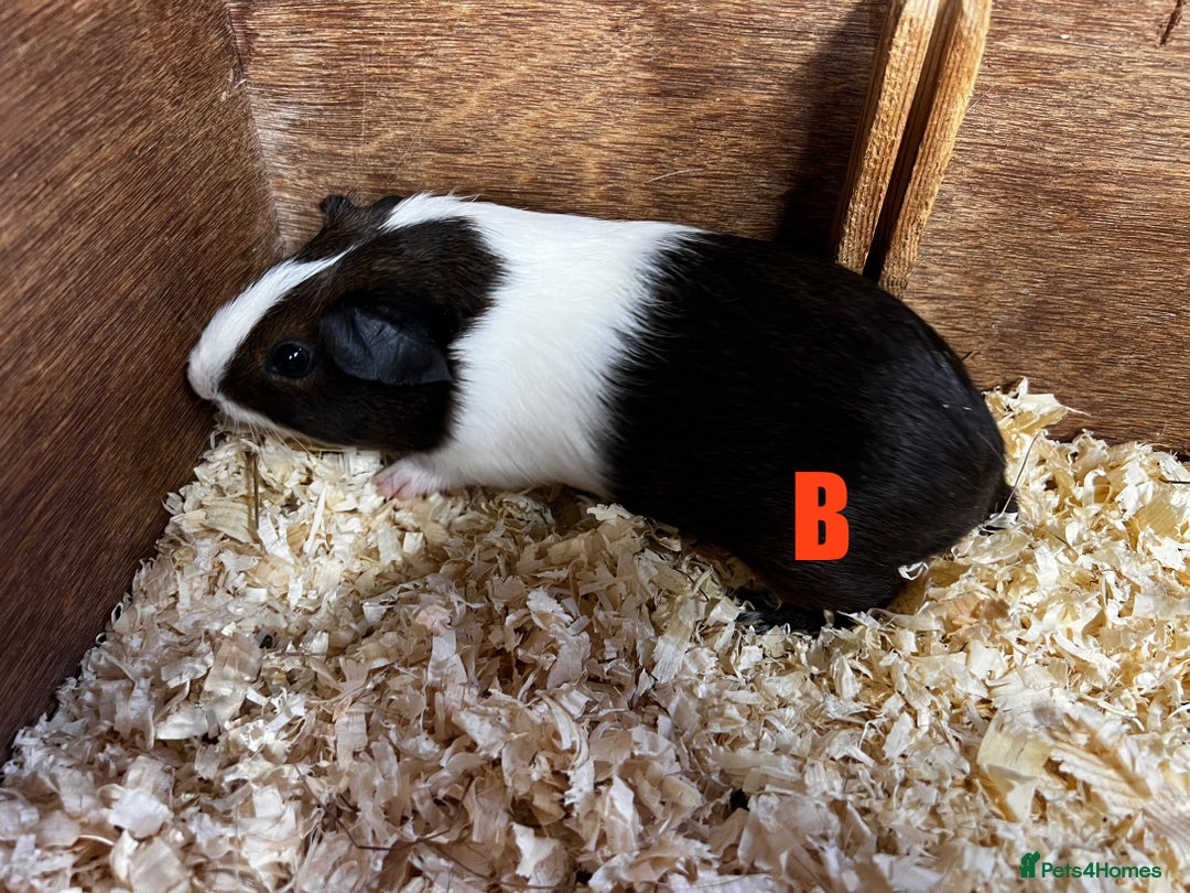 Guinea Pig rodents for sale: Boars and Sows - Image 15
