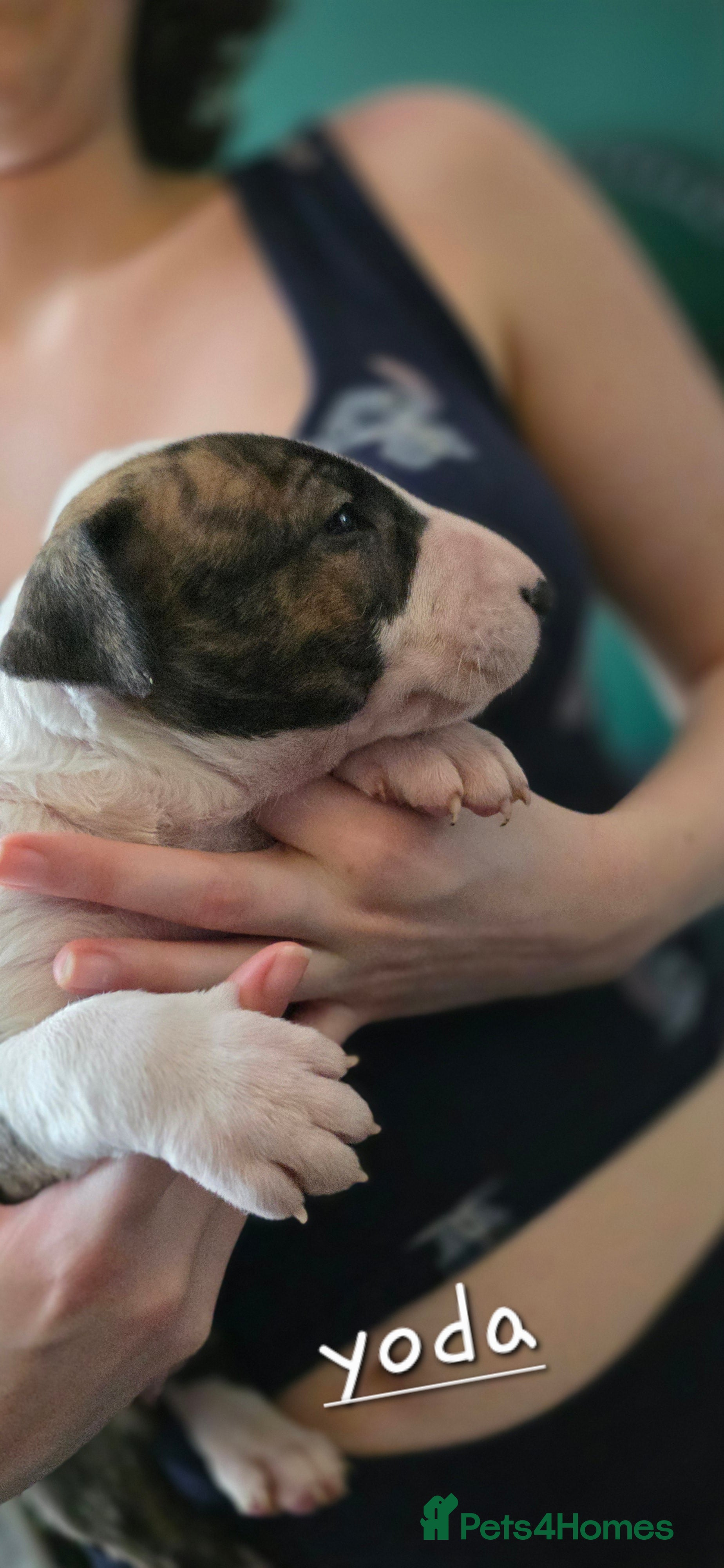 English Bull Terrier dogs for sale: KC English bullterrier puppies available  - Advert 13