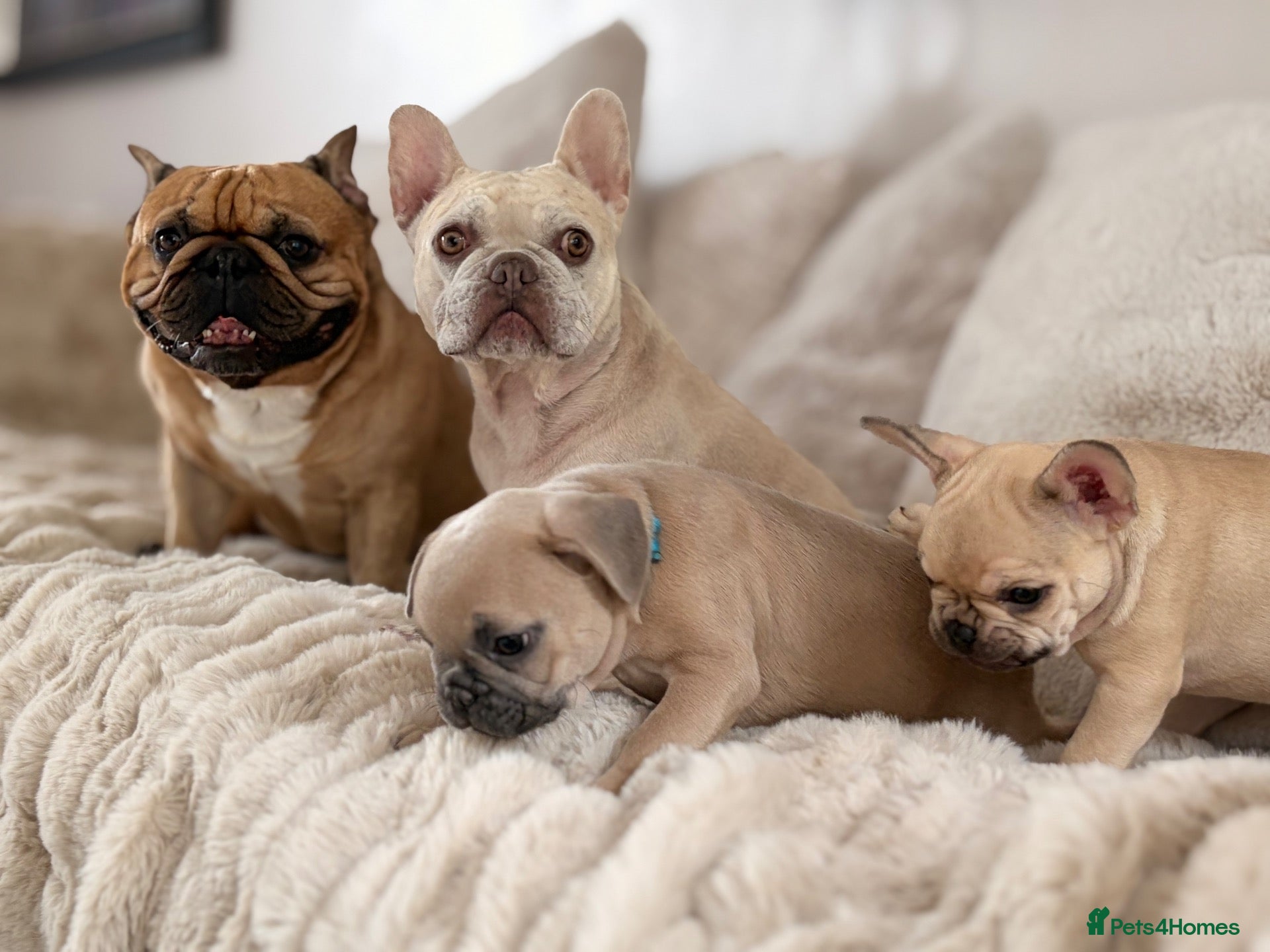 French Bulldog dogs Beautiful KC Registered French Bulldog Puppies 🐾 - Advert 16