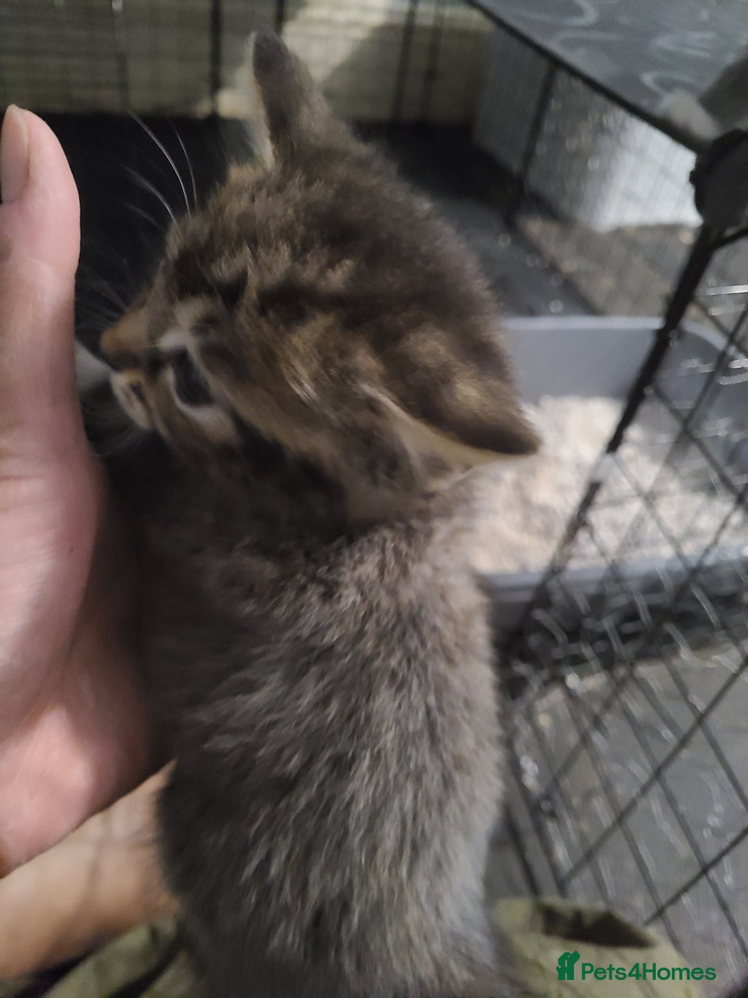 Ragdoll cats for sale: Kittens for sale - Image 29