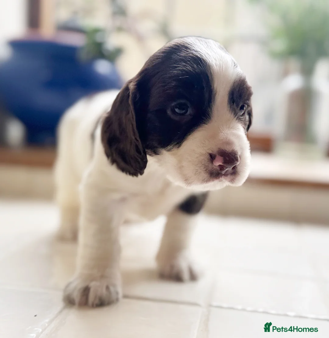 English Springer Spaniel dogs for sale: Stunning springer spaniels for sale  - Advert 5