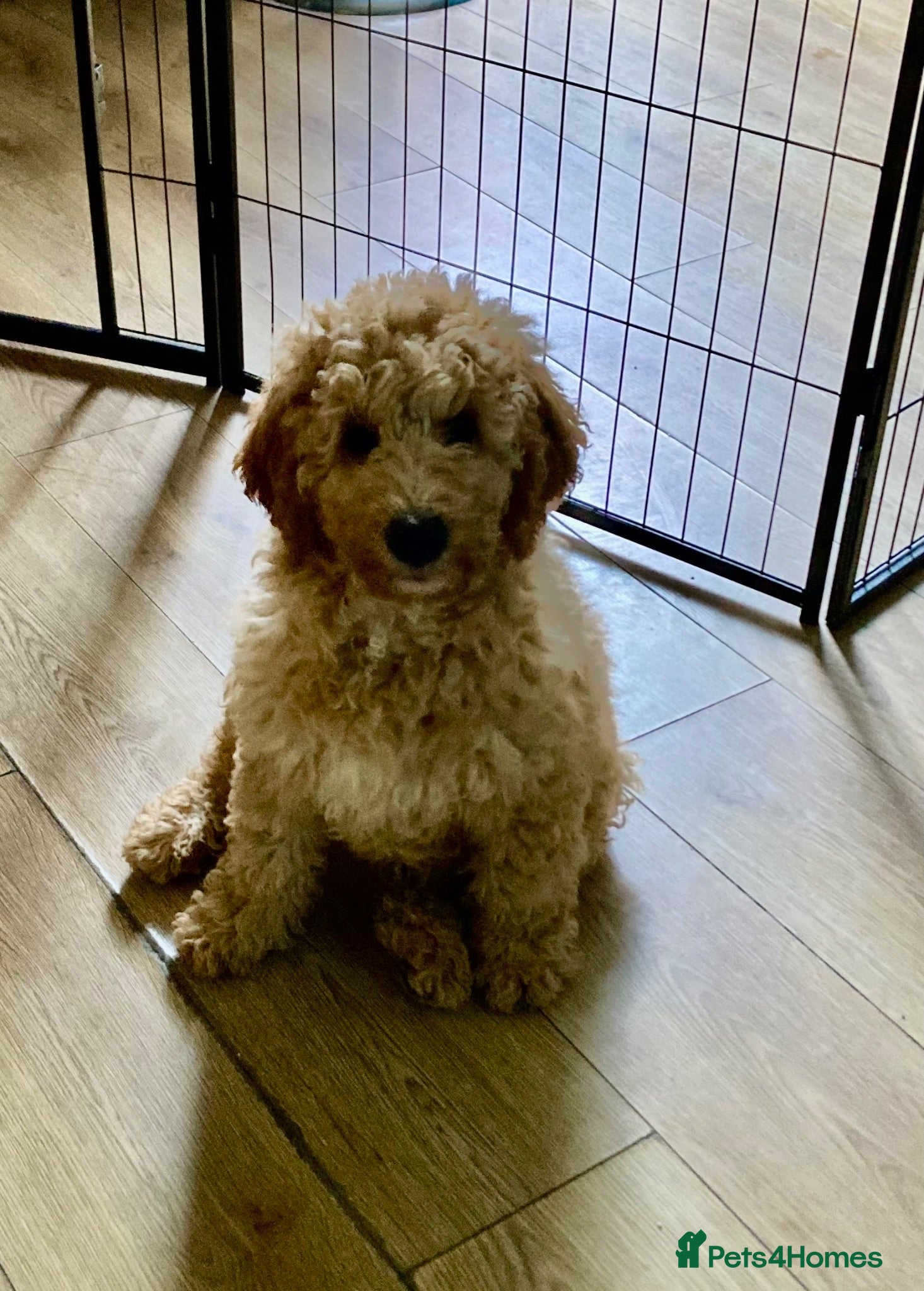 Labradoodle dogs  Standard Labradoodles multi generational  - Advert 2
