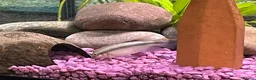 Cichlids fish for sale: Kribensis various sizes & breeding pair for sale  - Advert 2