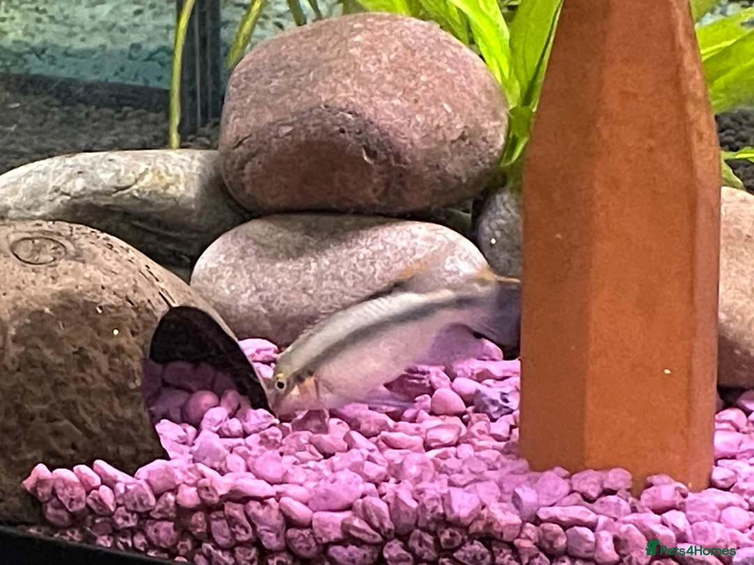 Cichlids fish for sale: Kribensis various sizes & breeding pair for sale  - Advert 2