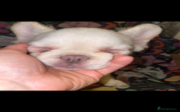 French Bulldog dogs for sale: 🐾 7 of the most Loving French Bulldogs 🐾🐶🩷 - Image 13