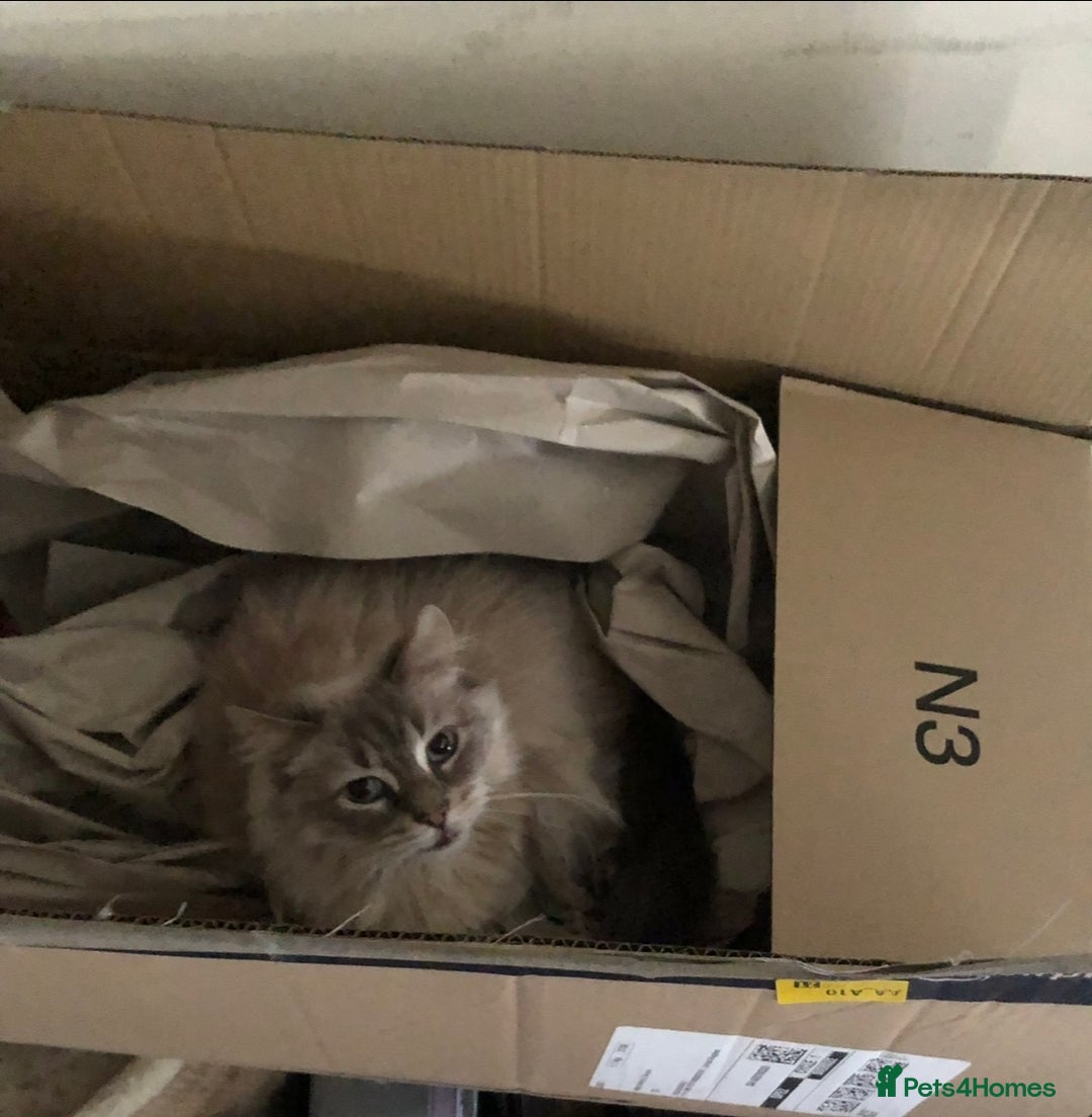 Ragdoll cats for sale: Two Ragdolls. Mom and Son. Ready for new home. - Image 14