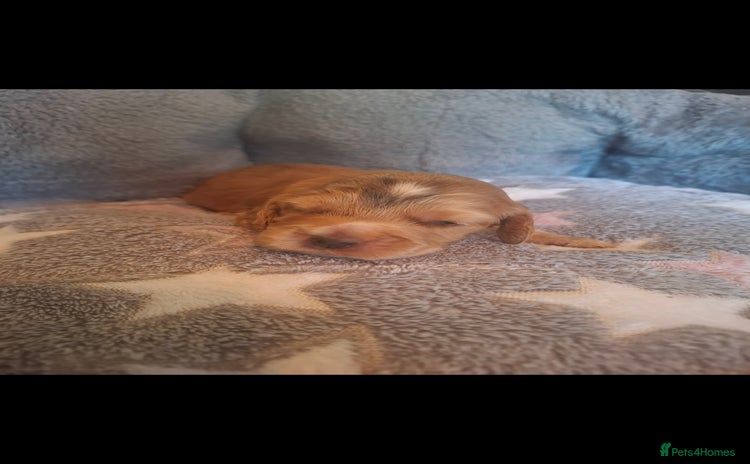 Cocker Spaniel dogs - Advert 7