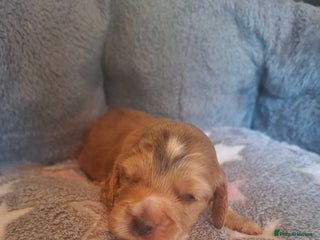 Cocker Spaniel dogs - Advert 3