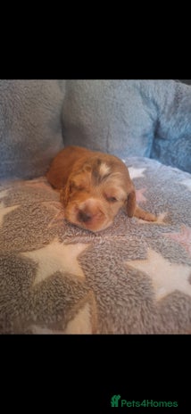 Cocker Spaniel dogs - Advert 7