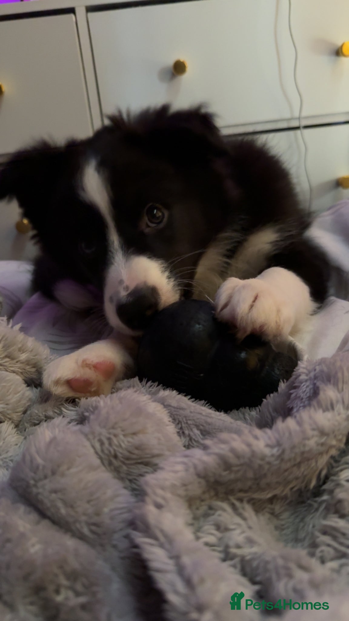 Border Collie dogs lovely boy border collie for sale  - Advert 1