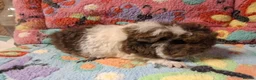 Guinea Pig rodents for sale: Baby Boars in longhaired breeds & teddies  - Advert 16