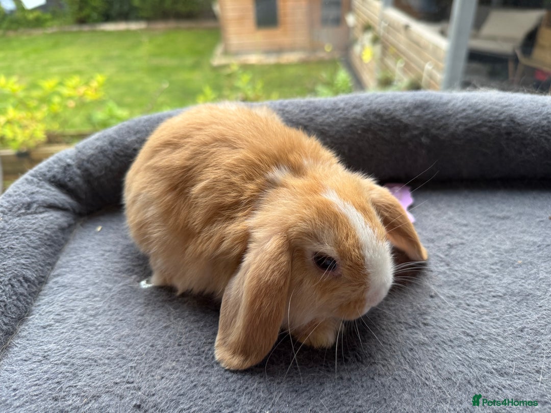 Mini Lop rabbits for sale: Mini Lop Bunnies (3 Girls Ready now) More 15th Aug - Image 5