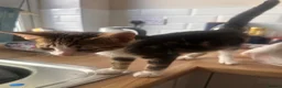 American Shorthair cats for sale: Kittens for sale  in Malpas - Advert 15