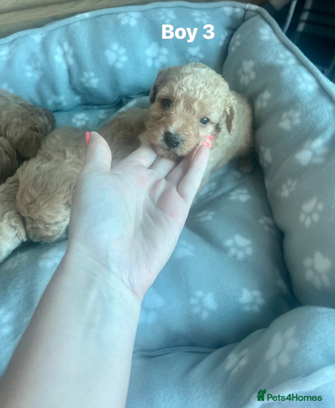 Cockapoo dogs for sale: Stunning litter of Cockerpoos - Image 4