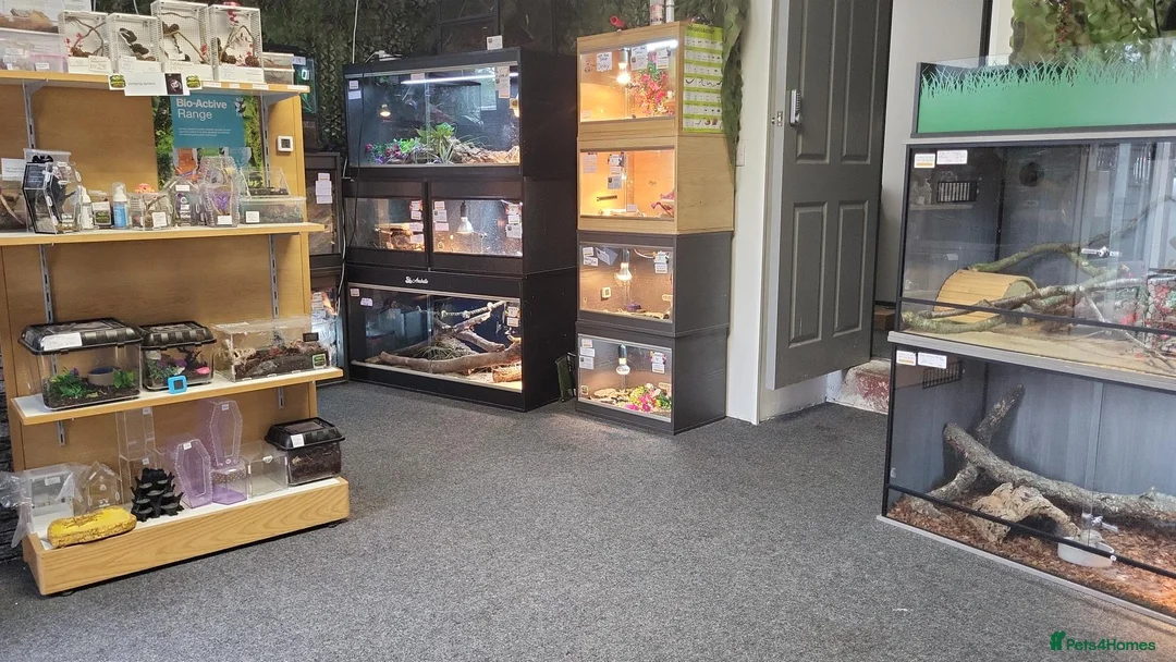 Spiders invertebrates for sale: Jumping Spiders - Advert 6